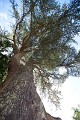 2013-08-18-Castrum-des-Pommiers-205