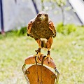 2014-08-16-Festival-Médiéval-au-Castrum-de-Pommyers-087