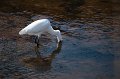 Aigrette_au_Betey-2